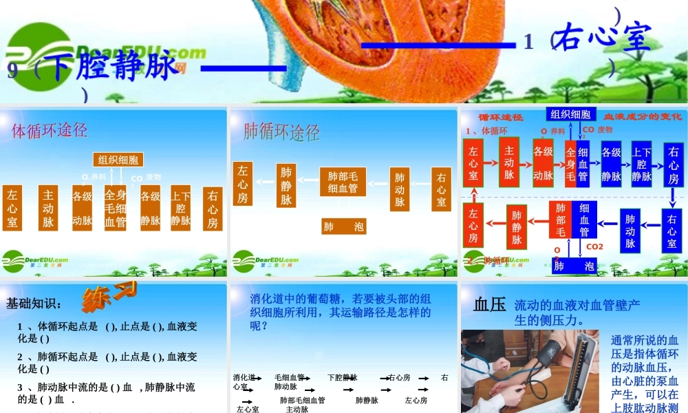七年级生物第三节 物质运输的途径课件