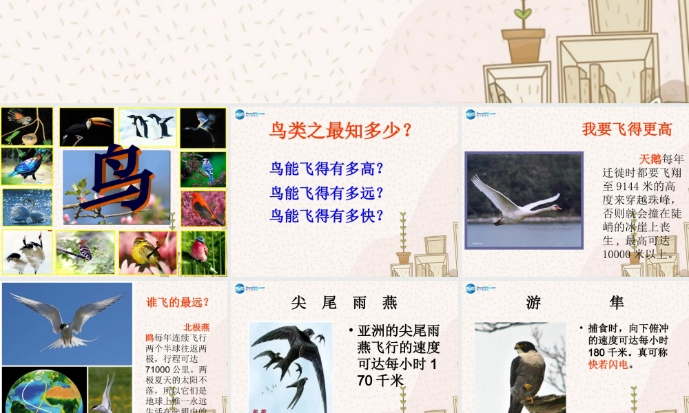 八年级生物下册 第七单元 第一章 第四节 鸟的生殖和发育课件 (新版)新人教版 课件