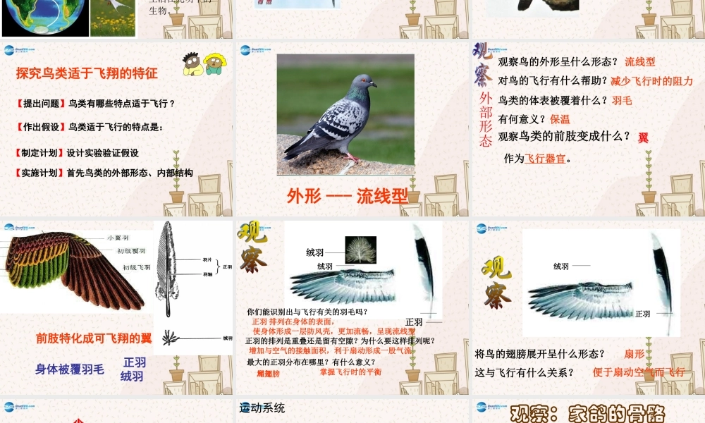 八年级生物下册 第七单元 第一章 第四节 鸟的生殖和发育课件 (新版)新人教版 课件