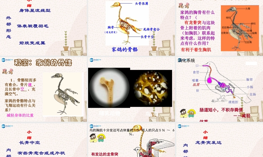 八年级生物下册 第七单元 第一章 第四节 鸟的生殖和发育课件 (新版)新人教版 课件