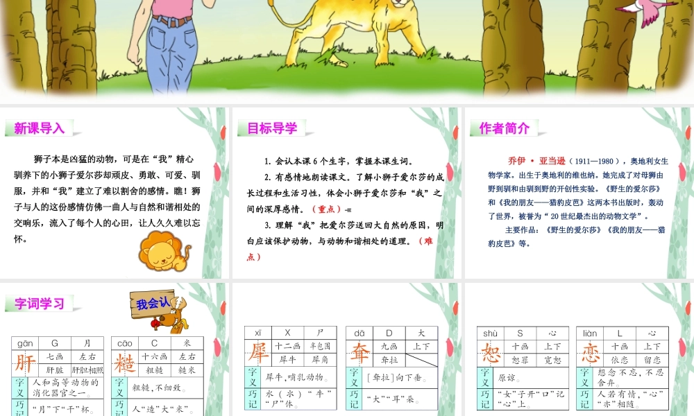 28小狮子爱尔莎-(3)