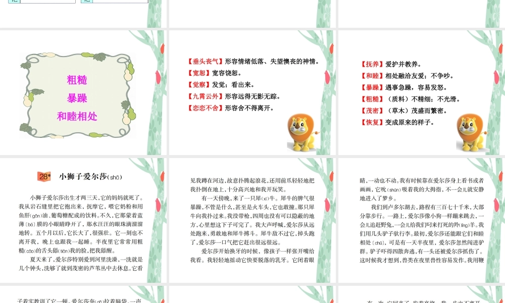 28小狮子爱尔莎-(3)