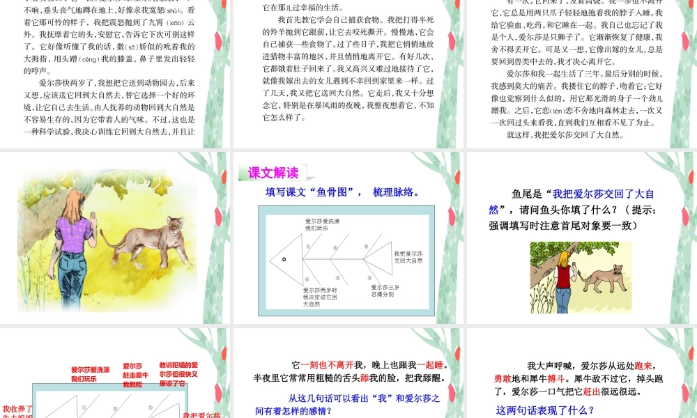 28小狮子爱尔莎-(3)