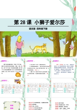 28小狮子爱尔莎-(3)