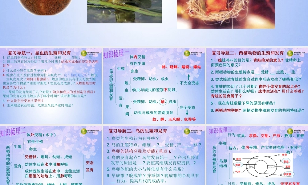 八年级生物上册 动物的生殖和发育复习课件 济南版 课件