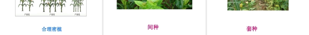 七年级生物上册 绿色植物与生物圈中的碳氧平衡课件 人教新课标版 课件