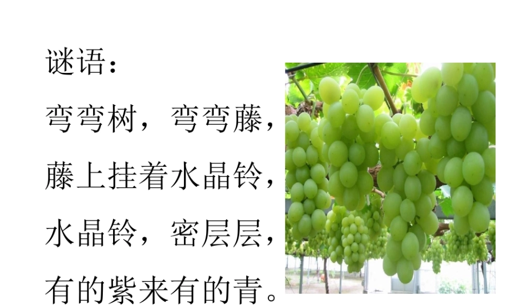 终结葡萄沟课件