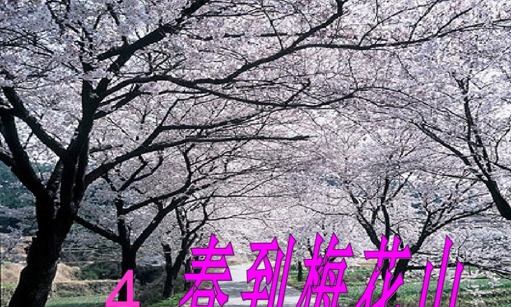 春到梅花山赵星宇