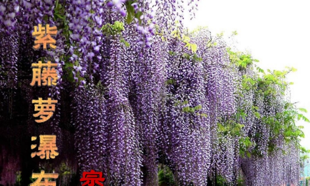 《紫藤萝瀑布》PPT