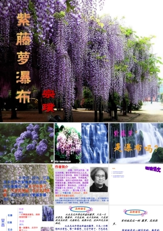 《紫藤萝瀑布》PPT