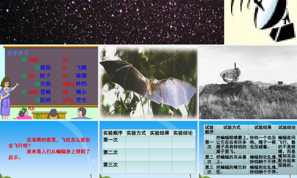 蝙蝠和雷达教学课件