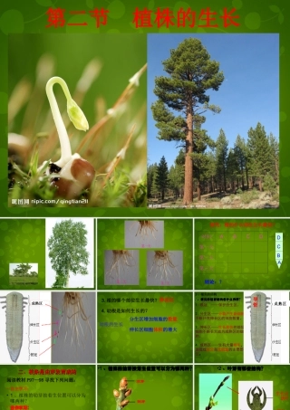 中学七年级生物上册 3.2.2 植株的生长课件 (新版)新人教版