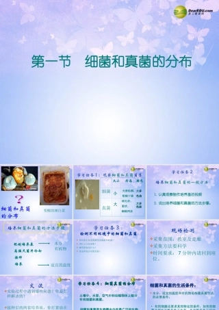 八年级生物上册 第四章 第一节 细菌和真菌的分布课件 新人教版 课件