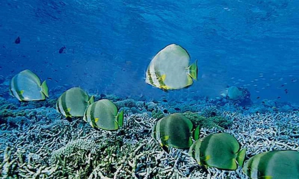 八年级生物第二节先天性行为和学习行为课件