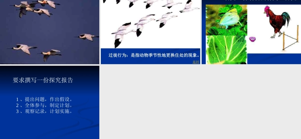 八年级生物第二节先天性行为和学习行为课件