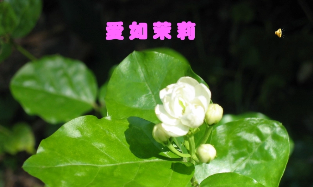 五年级语文爱如茉莉