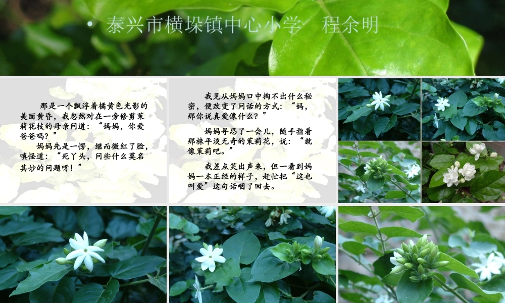 五年级语文爱如茉莉