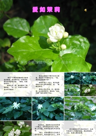五年级语文爱如茉莉