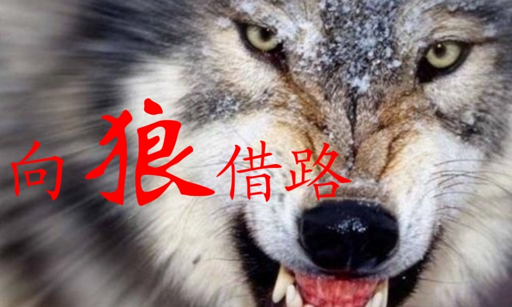 小学语文《向狼借路》教学课件