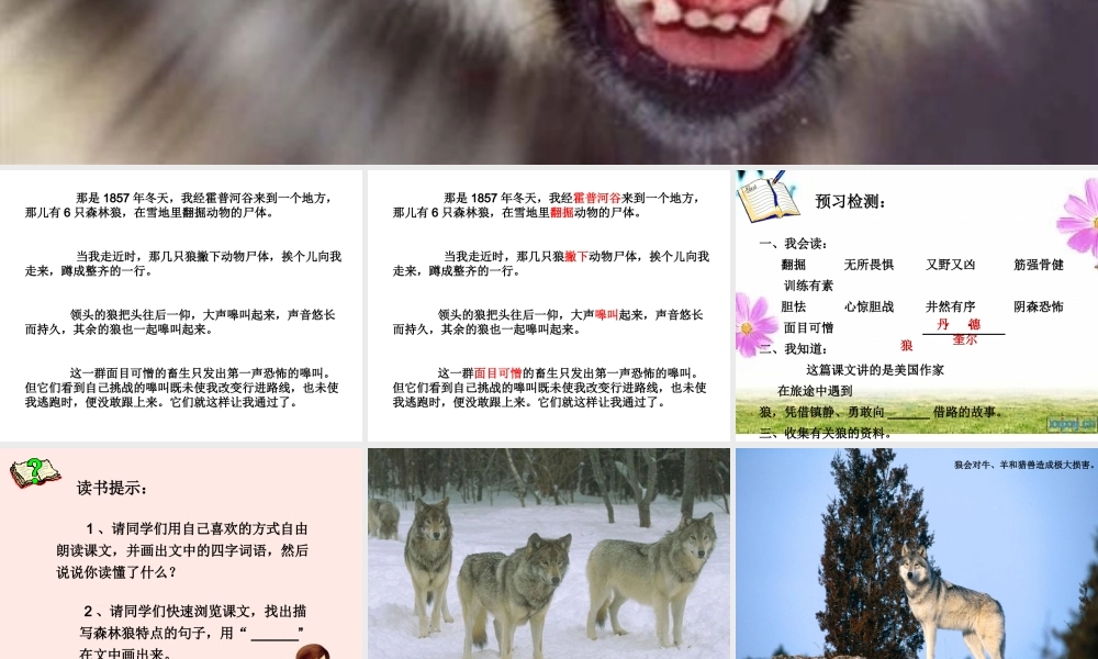 小学语文《向狼借路》教学课件