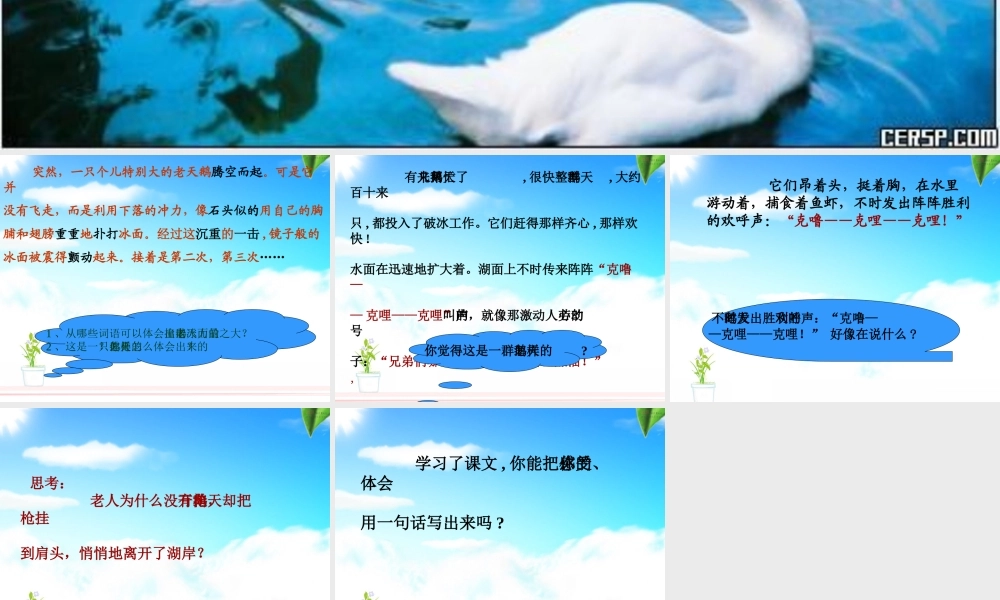 天鹅的故事 (2)