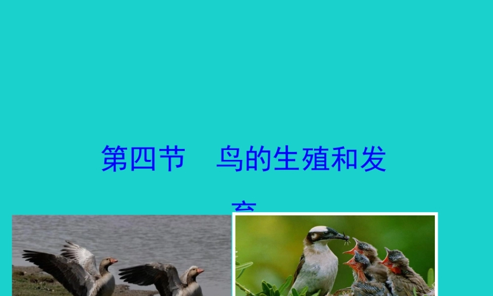 八年级生物下册 7.1.4 鸟的生殖和发育课件 八年级生物下册 7.1.4鸟的生殖和发育课件+素材(新版)新人教版 八年级生物下册 7.1.4鸟的生殖和发育课件+素材(新版)新人教版