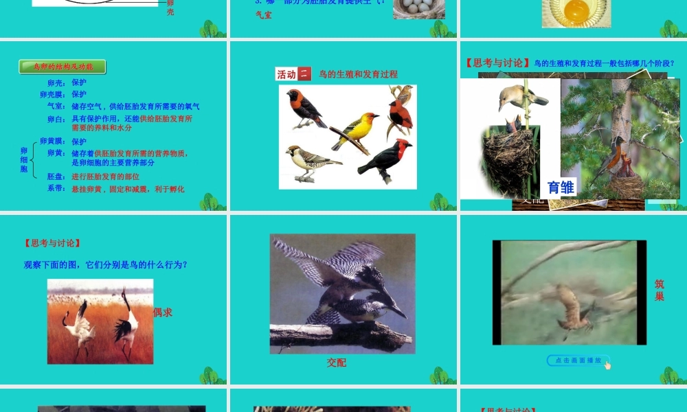 八年级生物下册 7.1.4 鸟的生殖和发育课件 八年级生物下册 7.1.4鸟的生殖和发育课件+素材(新版)新人教版 八年级生物下册 7.1.4鸟的生殖和发育课件+素材(新版)新人教版