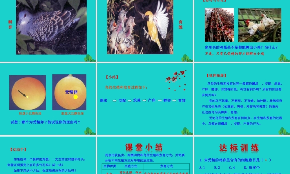 八年级生物下册 7.1.4 鸟的生殖和发育课件 八年级生物下册 7.1.4鸟的生殖和发育课件+素材(新版)新人教版 八年级生物下册 7.1.4鸟的生殖和发育课件+素材(新版)新人教版