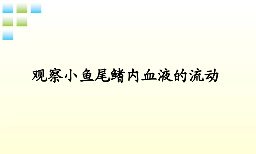 七年级生物下册 观察叶片的结构实验课件 济南版 课件