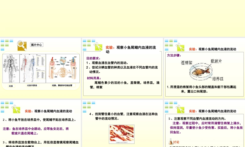 七年级生物下册 观察叶片的结构实验课件 济南版 课件