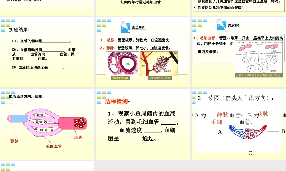 七年级生物下册 观察叶片的结构实验课件 济南版 课件