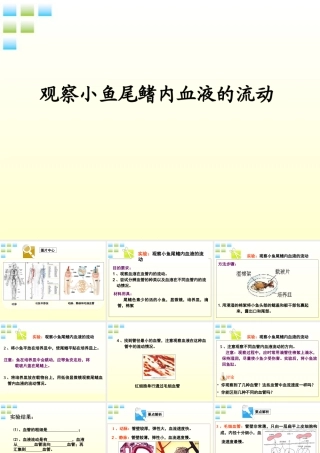 七年级生物下册 观察叶片的结构实验课件 济南版 课件