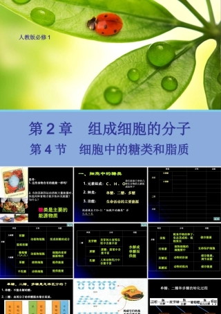 【生物】24细胞中的糖类和脂质课件1（人教版必修1）