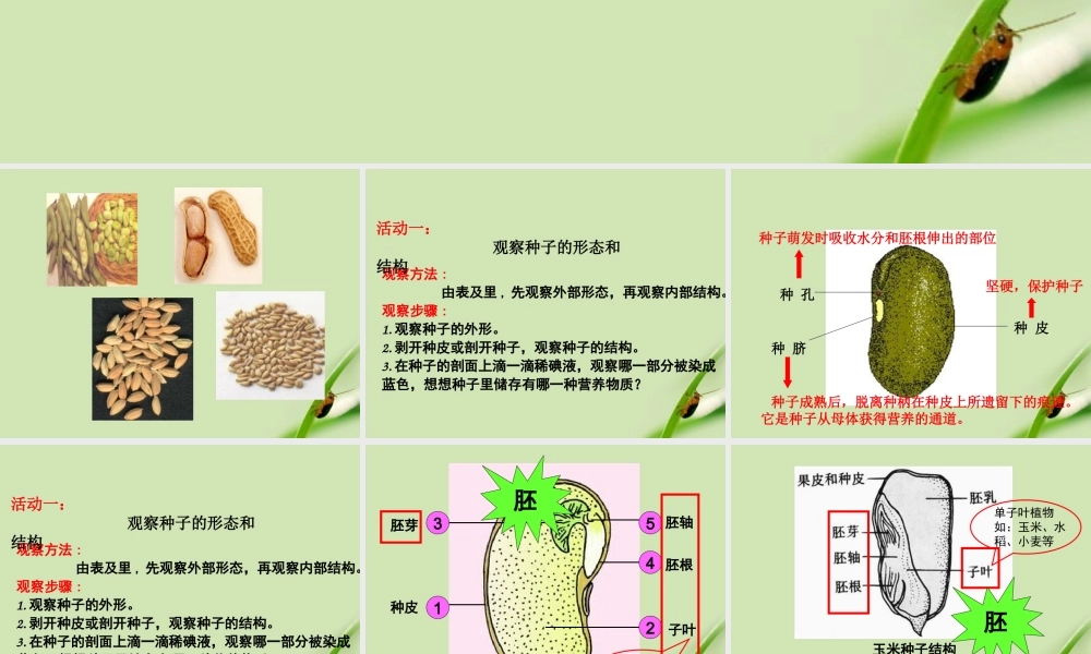 八年级生物上册 植物的生长和发育课件 苏科版 课件