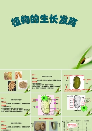 八年级生物上册 植物的生长和发育课件 苏科版 课件