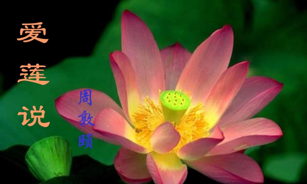 七年级语文爱莲说