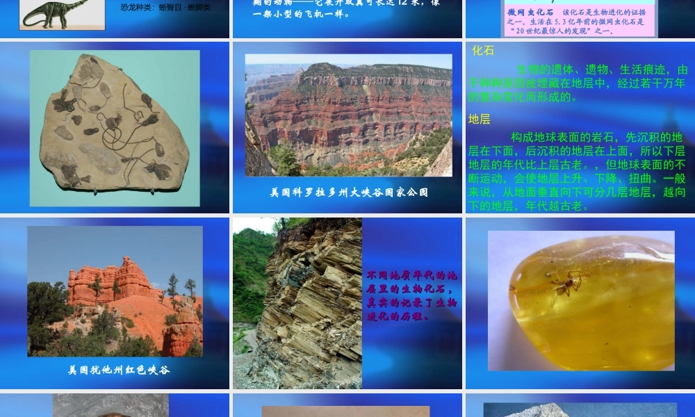 生物的进化历程