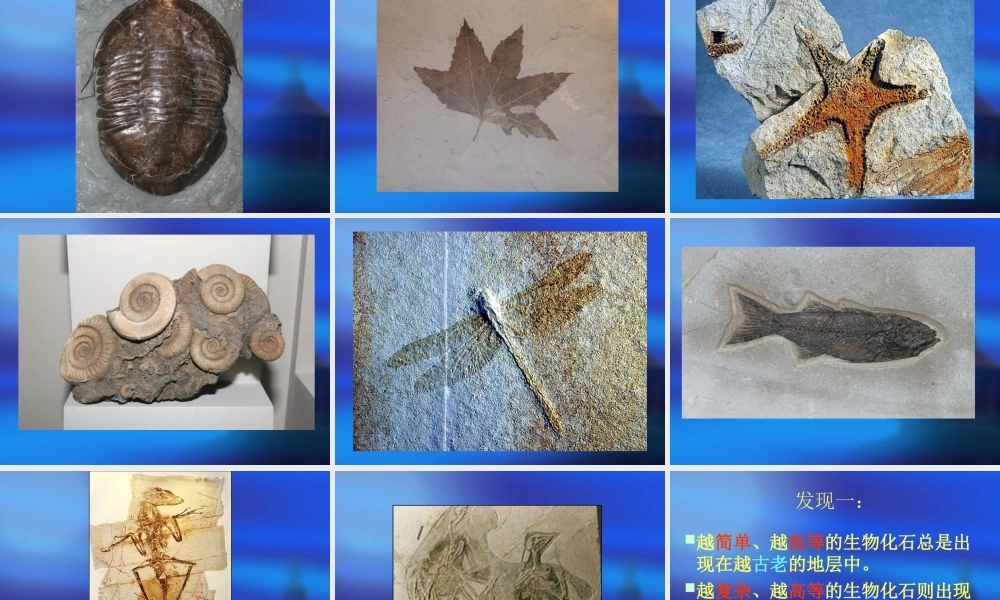 生物的进化历程