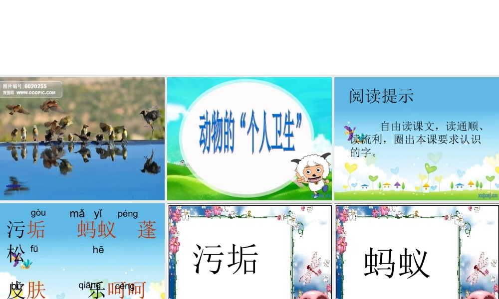 动物的个人卫生_2