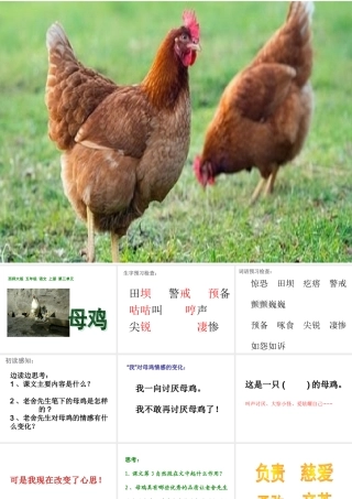 9母鸡-(2)