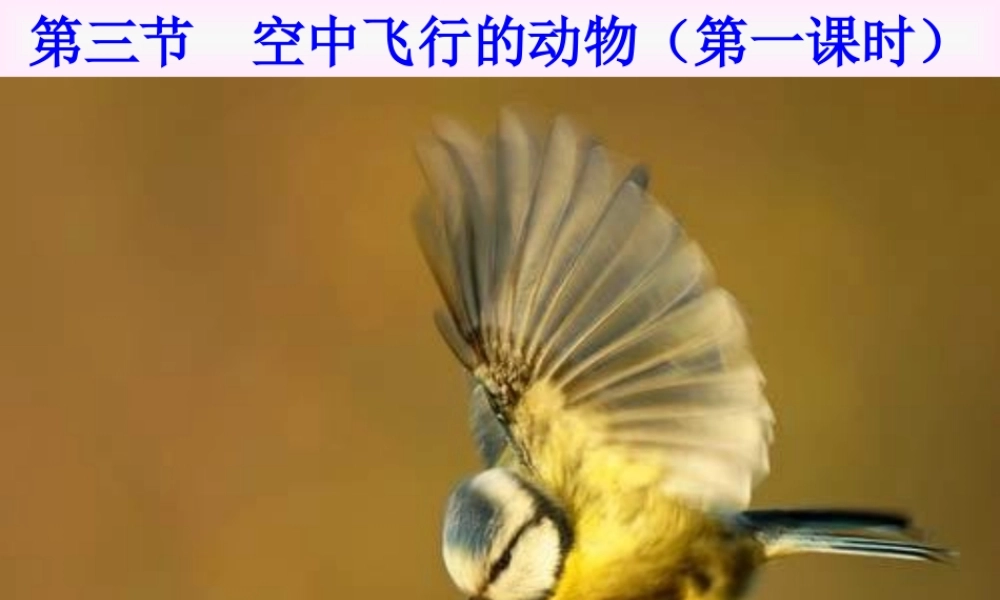 八年级生物上册(第五单元第一章 各种环境中的动物 空中飞行的动物)课件 新人教版 课件