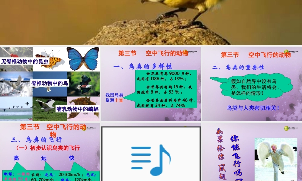 八年级生物上册(第五单元第一章 各种环境中的动物 空中飞行的动物)课件 新人教版 课件