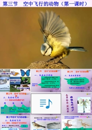 八年级生物上册(第五单元第一章 各种环境中的动物 空中飞行的动物)课件 新人教版 课件