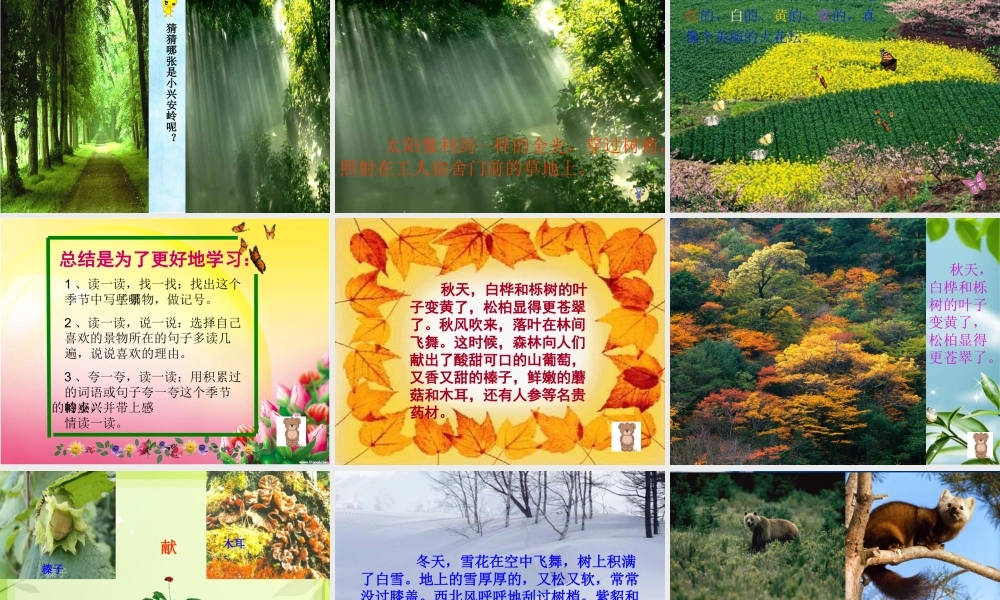 美丽的小兴安岭-PPT00