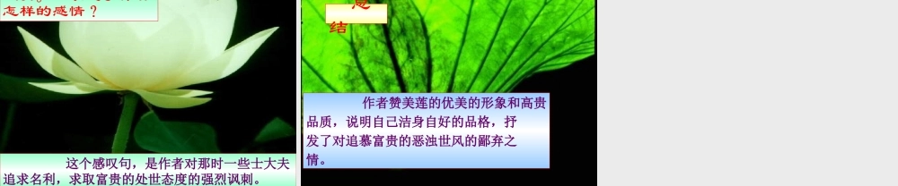 八年级语文下册(爱莲说)课件