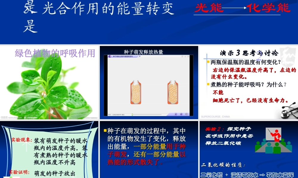 2014绿色植物的呼吸作用