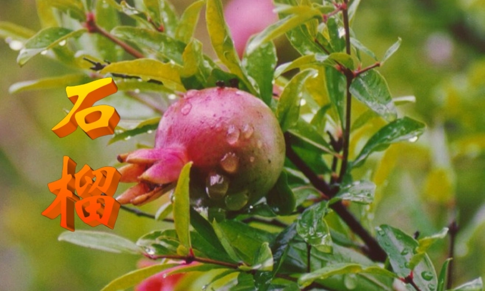 七年级语文下册 第1课(石榴)课件 语文版 课件