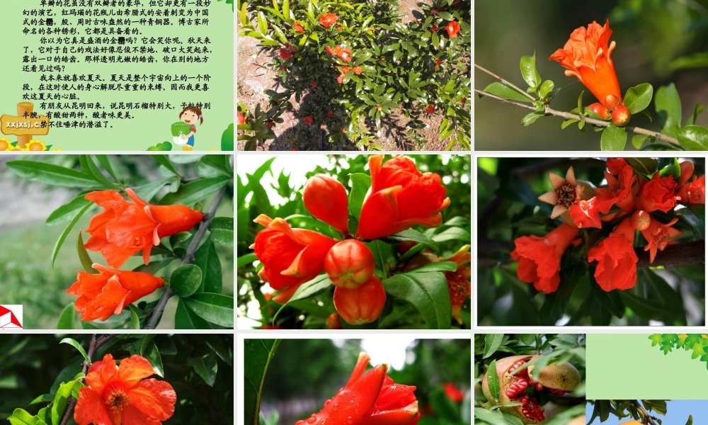 七年级语文下册 第1课(石榴)课件 语文版 课件