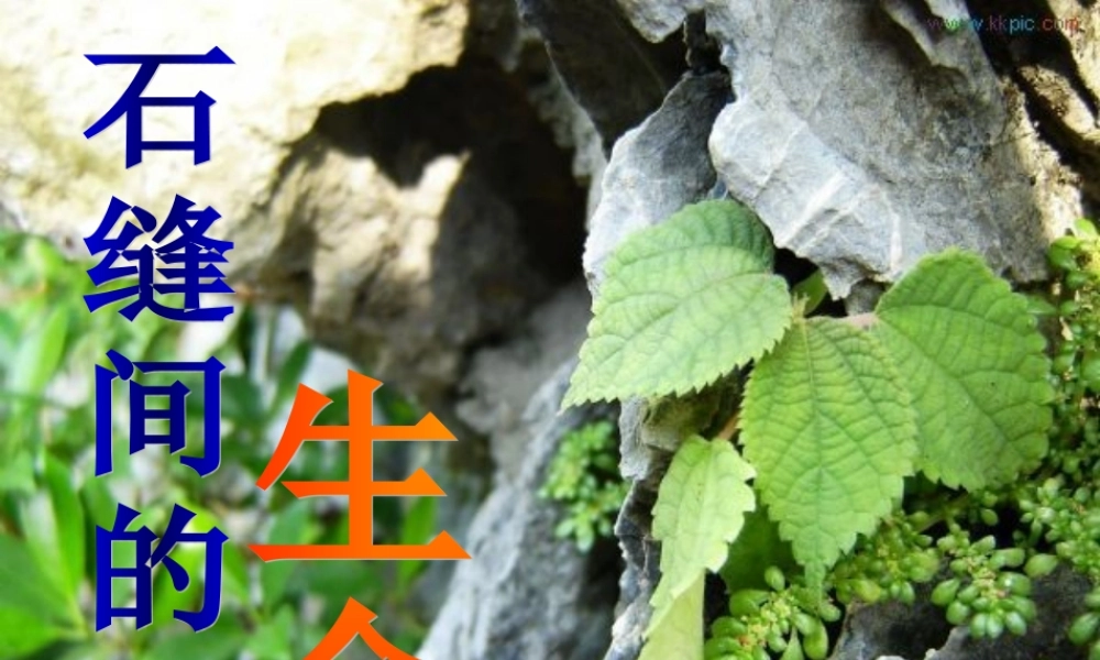 七年级语文上册 第六单元 第33课(石缝间的生命)课件 上海五四制版 课件