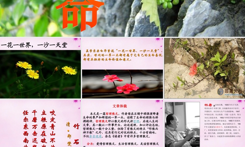 七年级语文上册 第六单元 第33课(石缝间的生命)课件 上海五四制版 课件